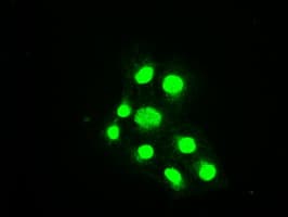 BUB1B / BubR1 Antibody (clone OTI3C7)