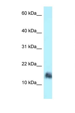 SRGN / Serglycin Antibody (N-Terminus)