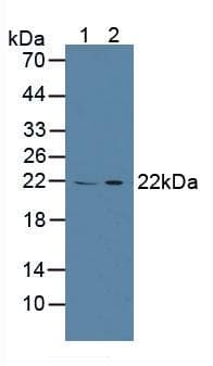 CAPS Antibody (aa1-189, APC)