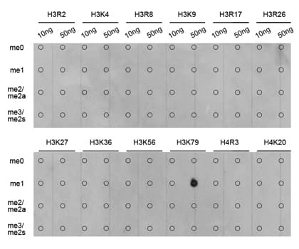 Histone H3 Antibody (Methyl-Lys79)