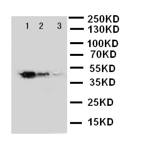 Polyclonal Rabbit anti-Human GATA2 Antibody (aa46-60, WB)