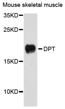 Dermatopontin / DPT Antibody