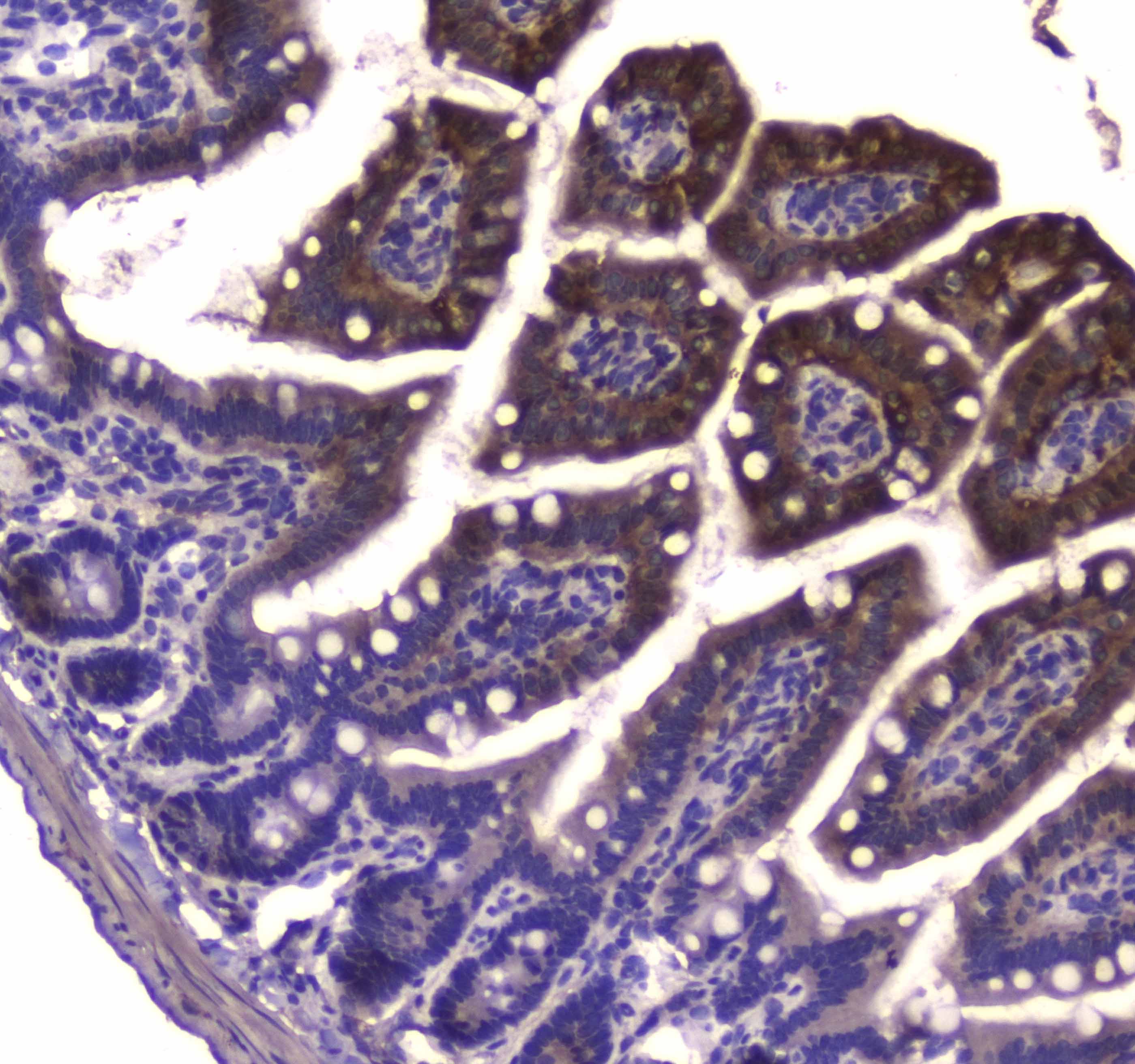 GDA / Nedasin Antibody
