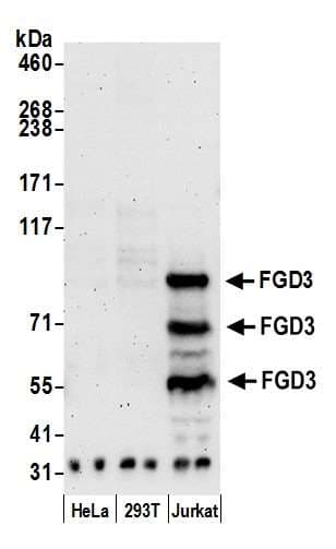 FGD3 Antibody (aa100-150)
