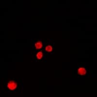 RBBP7 / RbAp46 Antibody