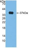 Alkaline Phosphatase Antibody (Cy3)