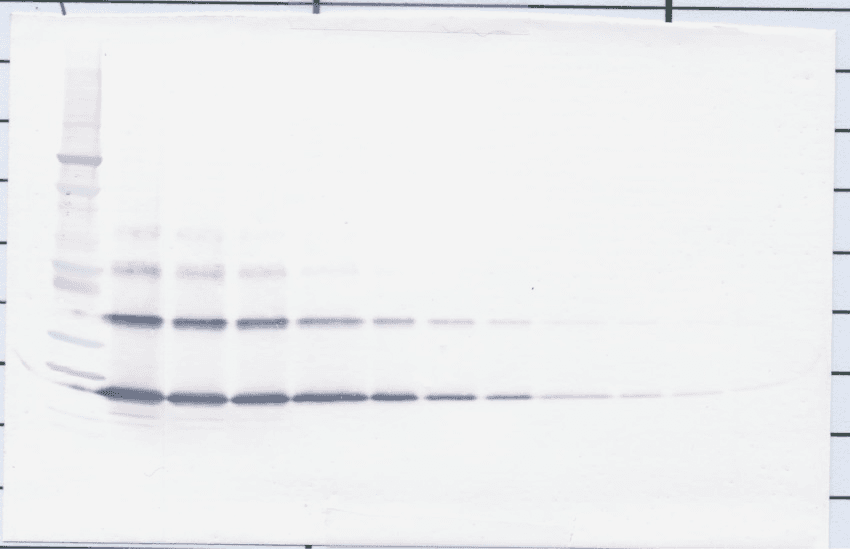 TNFSF11 / RANKL / TRANCE Antibody (Biotin)