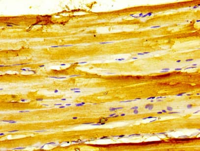 Polyclonal Rabbit anti-Human GPRC6A Antibody (IHC)