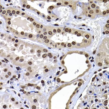 H2AFY / MACROH2A1 Antibody
