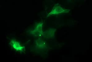 IHC-plus™ TUBB1 / Tubulin Beta 1 Antibody (clone 4A3)