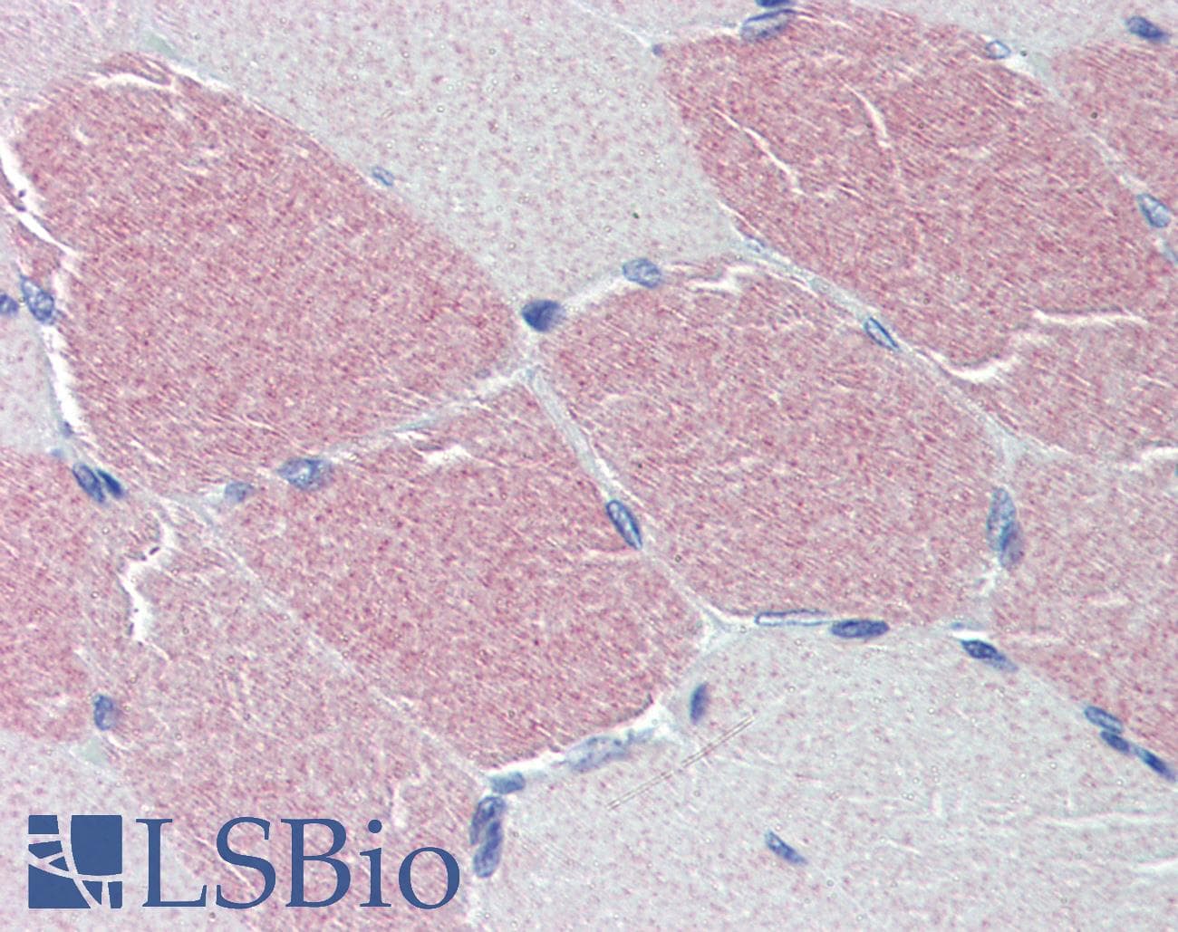 IHC-plus™ STK39 / SPAK Antibody