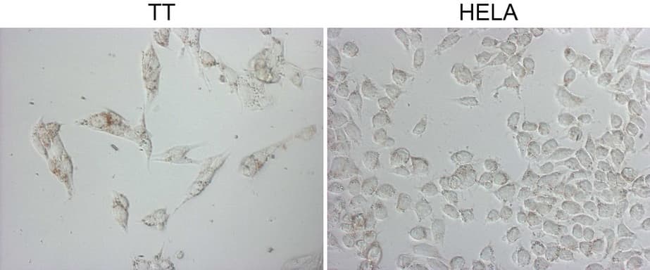 NAPSA / NAPA / Napsin A Antibody (aa64-244, clone OTI3E5)