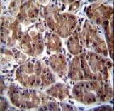 SOCS4 Antibody (aa227-254)