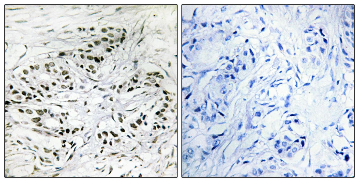 Polyclonal Rabbit anti-Human ERF / PE2 Antibody (IHC)