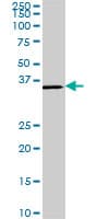 CDX4 Antibody (clone 1G12)