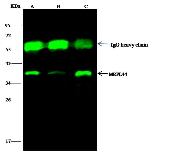 MRPL44 Antibody (Preservative Free)