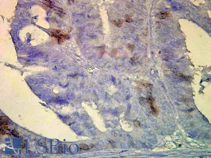 HSPA8 / HSC70 Antibody (clone BB70, APC)
