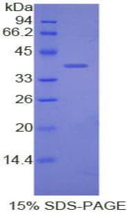 Dog Apolipoprotein C-I (Recombinant His-GST)