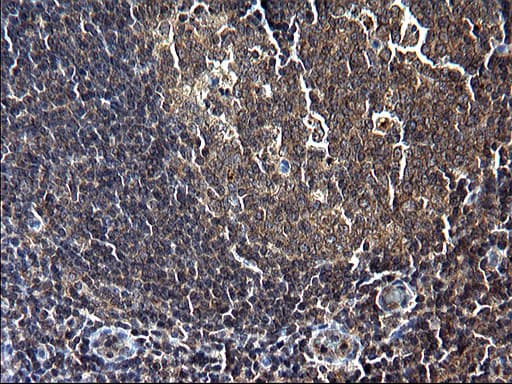 SCP2 / SCPX Antibody (clone OTI1E4, Carrier-free)