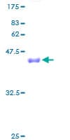 Human 4E-BP2 / EIF4EBP2 Protein (Recombinant GST)