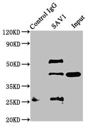 Polyclonal Rabbit anti-Human SAV1 / WW45 Antibody (IHC, IF, WB)
