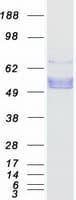 Human PROC / Protein C (Recombinant Myc-DDK (Flag))