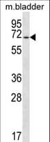 EYA1 Antibody (aa1-30)