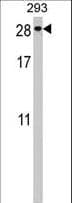 PTTG2 Antibody (aa56-84)