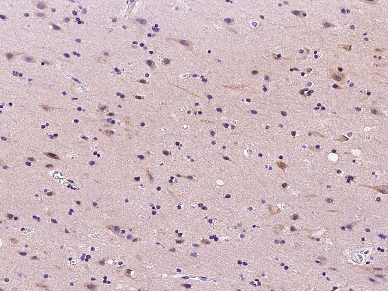 Polyclonal Rabbit anti-Human RNH1 Antibody (IHC, IF)