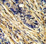 YWHAG / 14-3-3 Gamma Antibody (aa136-164)