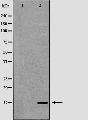 CCL21 / SLC Antibody