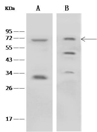 NOX4 Antibody (Preservative Free)