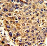 SPCS3 Antibody (aa152-180)