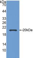 SEMA5B / Semaphorin 5B Antibody (aa836-1013, PE)