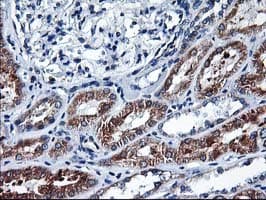 HMOX2 / Heme Oxygenase 2 Antibody (clone OTI1C2)