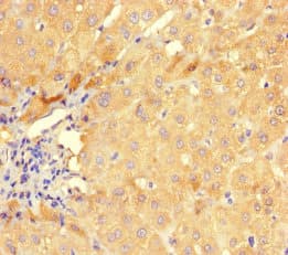 GMPR1 / GMPR Antibody
