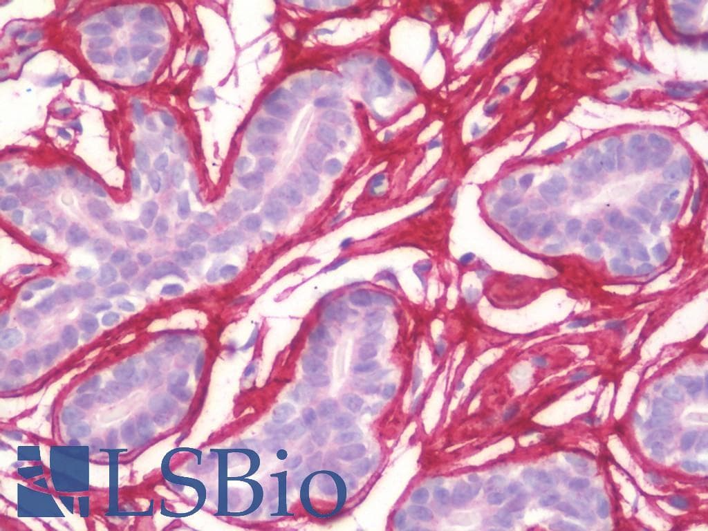 IHC-plus™ POSTN / Periostin Antibody