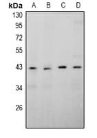 APOBEC4 Antibody