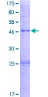 Human PLA2G4D Protein (Recombinant GST)
