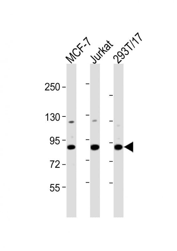 HNRNPUL2 Antibody (aa337-350)