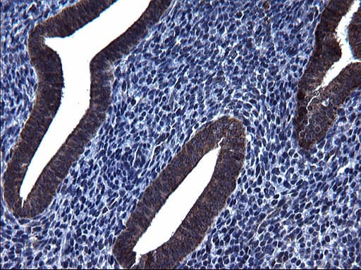 Monoclonal Mouse anti-Human HSCB Antibody (clone OTI3E1, IHC, WB)