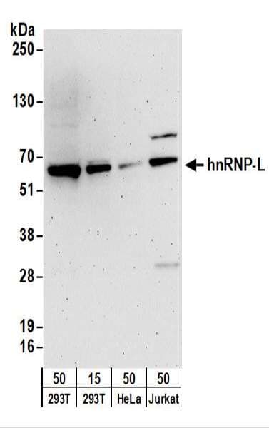 HNRNPL / hnRNP L Antibody (aa539-589)