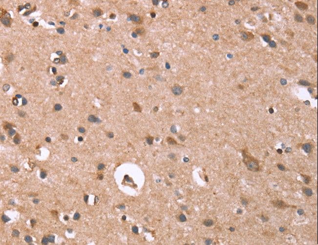 IHC-plus™ GPC6 / Glypican 6 Antibody