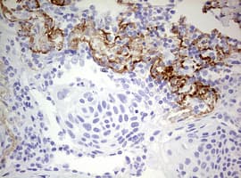 RIPK3 / RIP3 Antibody (aa233-518, clone OTI2B10)
