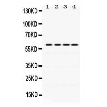 CDC25C Antibody (aa175-473)