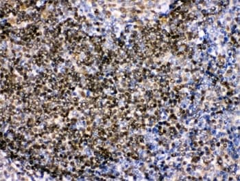 PAX2 Antibody