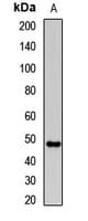 PANX1 / Pannexin 1 Antibody