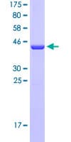 Human PEA15 / PEA-15 Protein (Recombinant GST)