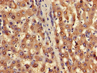 FUOM / C10orf125 Antibody