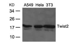 TWIST2 Antibody